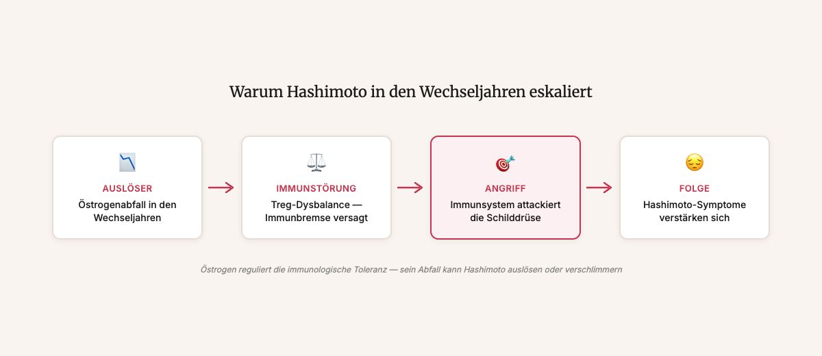 Schaubild: Wie Östrogenabfall Hashimoto auslösen kann